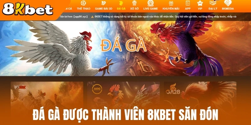 Đá gà được thành viên 8Kbet săn đón