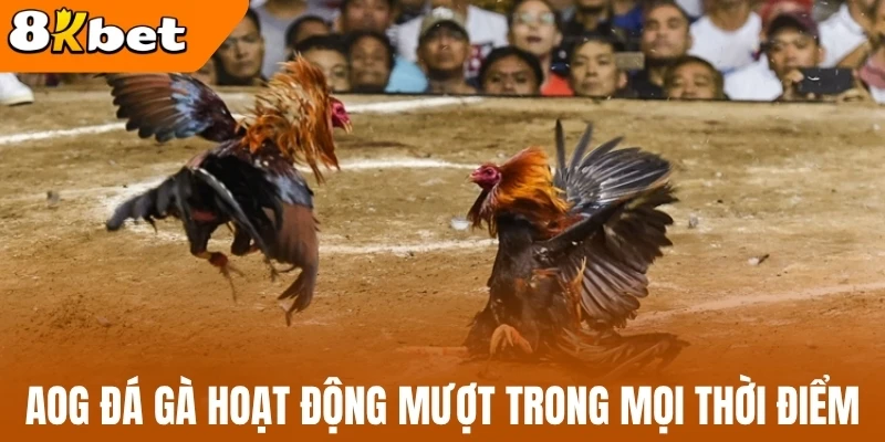 AOG đá gà hoạt động mượt trong mọi thời điểm